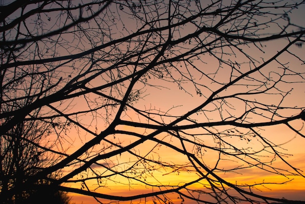 Silhouette of branches against sunset