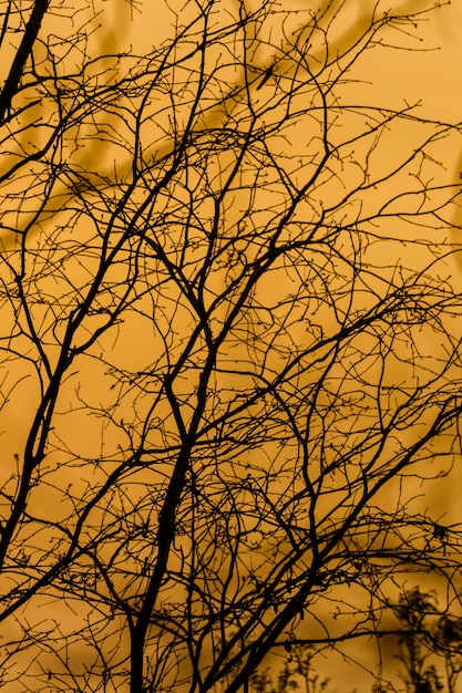 The silhouette of the branches at sunset