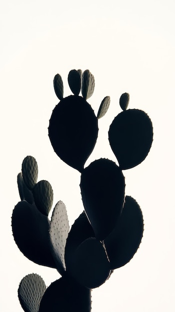 Photo silhouette of cactus against a bright sky nature and desert concept