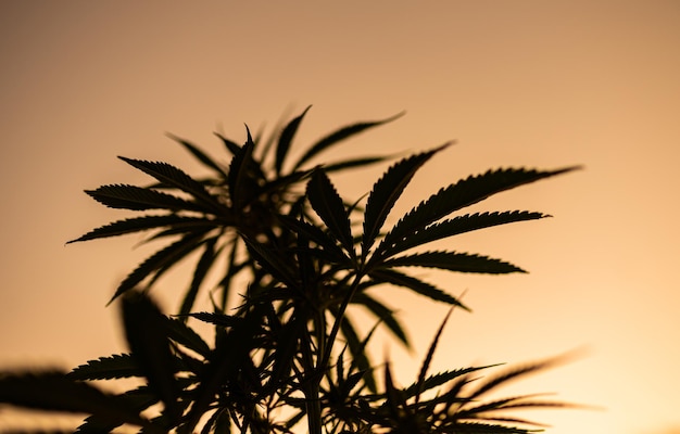 Silhouette of cannabis marijuana plant at sunset