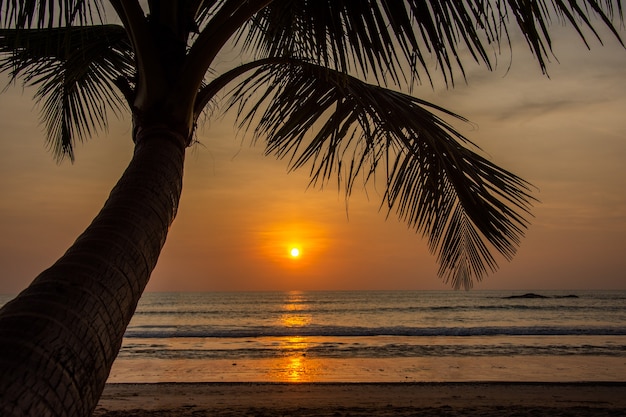 silhouette coconut on the beach