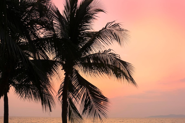 Silhouette coconut palm tree on sea and sunset sky background