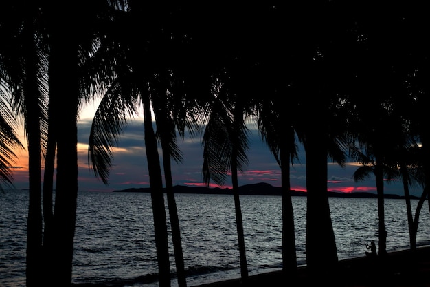 Silhouette coconut palm tree on sunset cloudy sky background