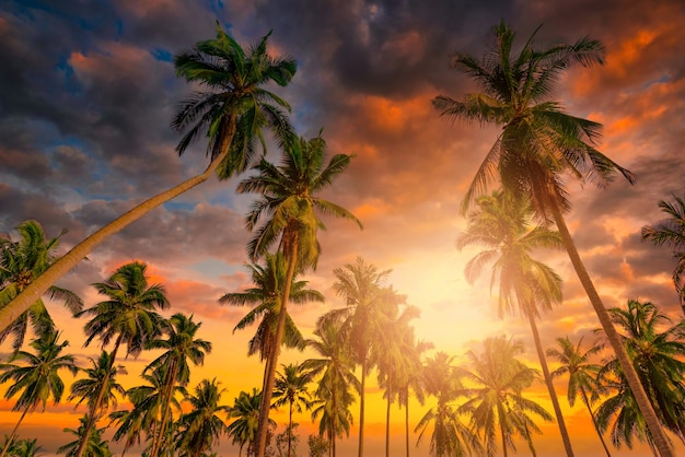 Silhouette coconut palm trees on beach at sunset. Vintage tone.