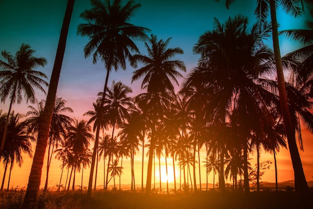 Silhouette coconut palm trees on beach at sunset. Vintage tone.