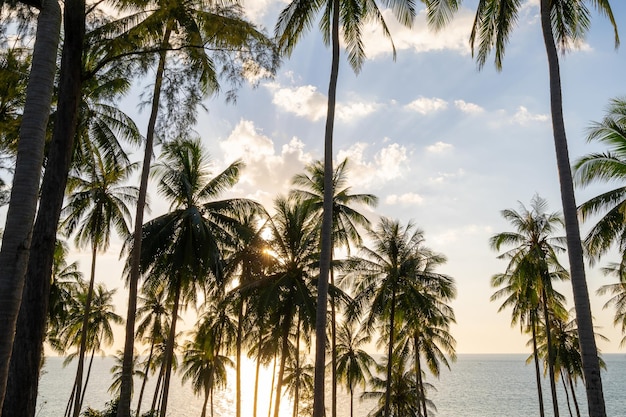 Silhouette coconut palm trees at sunset or sunrise sky over sea Amazing light nature colorful landscape Beautiful light nature sky and clouds