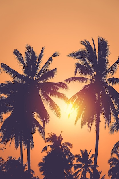 silhouette coconut tree on sunset background