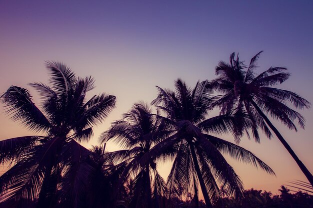 silhouette coconut tree on twilight sky background.