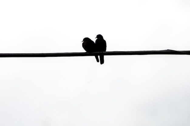 Silhouette couple of birds known as dove in a wired in Rio de Janeiro