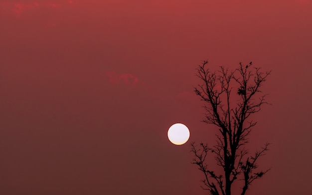 Photo silhouette of couple birds on top of leafless tree at sunset