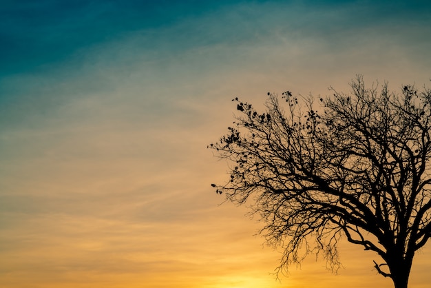 Silhouette dead tree on beautiful sunset or sunrise on golden sky