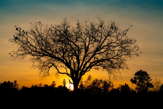 Silhouette dead tree on beautiful sunset or sunrise on golden sky