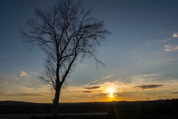 Silhouette dry tree on background of sunset