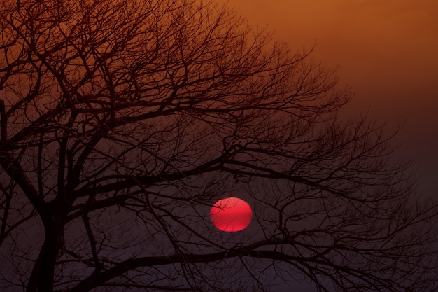 Silhouette of dry tree on sunset background