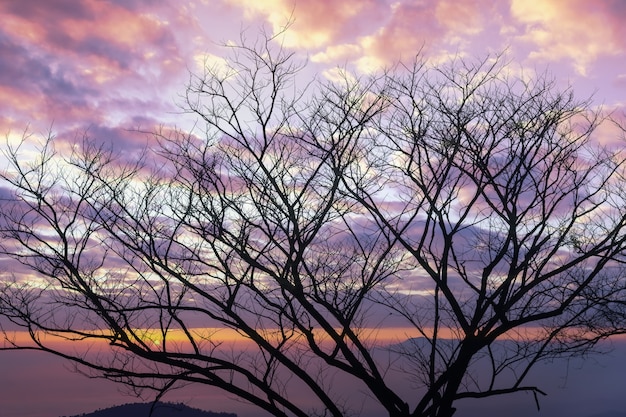 Silhouette of dry tree with sunrise through the cloudy sky.