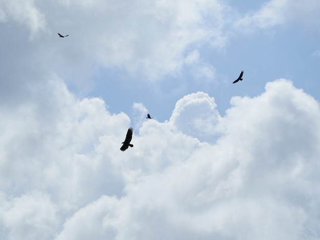 Silhouette of eagles flying under clouds in the sky