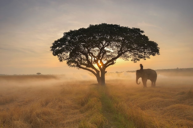 Silhouette elephant on the background of sunrise,elephant thai in surin thailand.