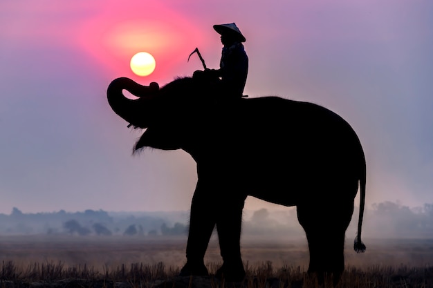 Silhouette of an elephant and a mahout at sunrise while traveling to rice fields.