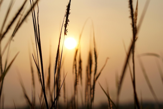 Silhouette flowers grass sunset background