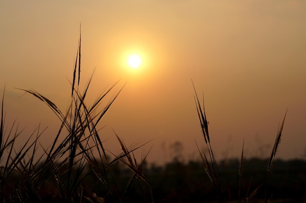 Silhouette flowers grass sunset background