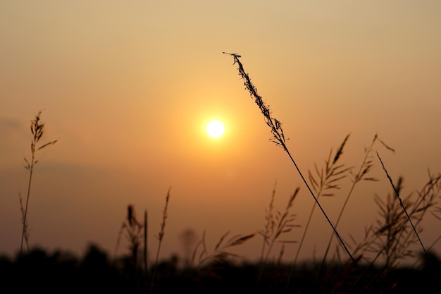 Silhouette flowers grass sunset background