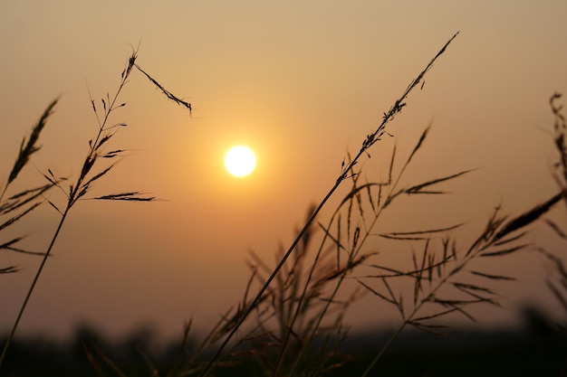 Silhouette flowers grass sunset background