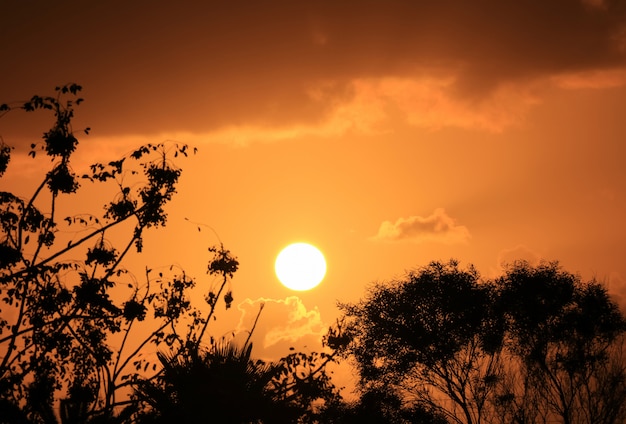 Silhouette of the foliage against dazzling setting sun on orange gold cloudy sky