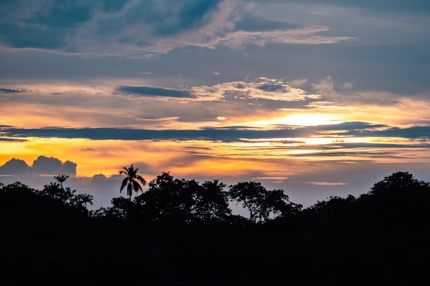 Silhouette of forest with palm trees on beach at sunset