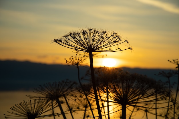 Silhouette of grass flower  and lake at sunset