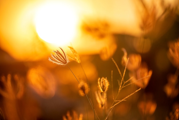 Silhouette grass on sunset beautiful landscape summer on sunset.