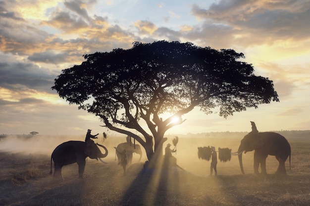 Silhouette group of farmer are harvest in the rice field with elephant