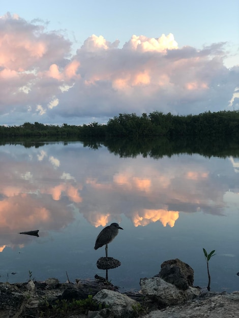 A silhouette of Heron standing in water at beautiful colorful dawn, Cayo-Coco island, Atlantic ocean