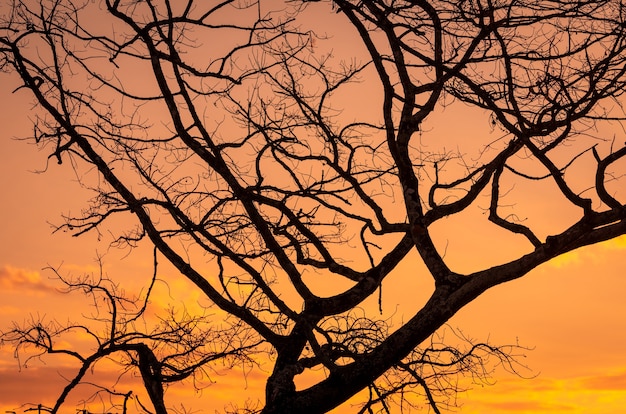 Silhouette leafless tree and sunset sky. Dead tree on golden sunset sky background.