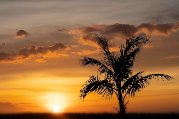 The silhouette of a lonely palm tree against the background of a fabulous tropical orange sunset on a desert island a tourists dream relaxation solitude and a fabulous paradise vacation