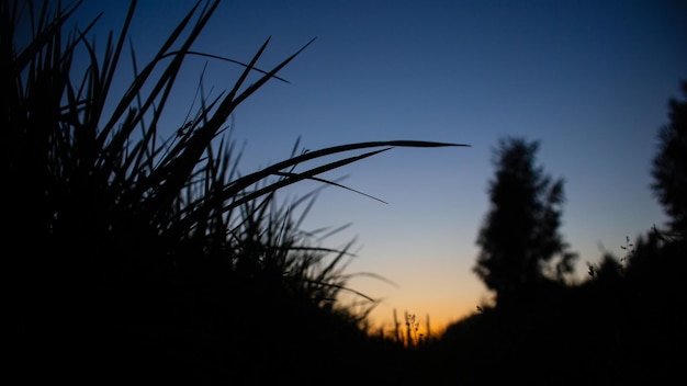 Silhouette of a meadow with long stems of plants closeup in the evening against the backdrop of suns