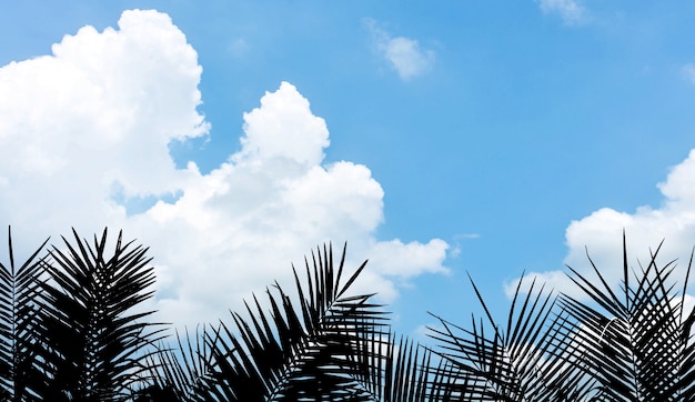 Silhouette palm leaf on blue sky with cloud in summer 