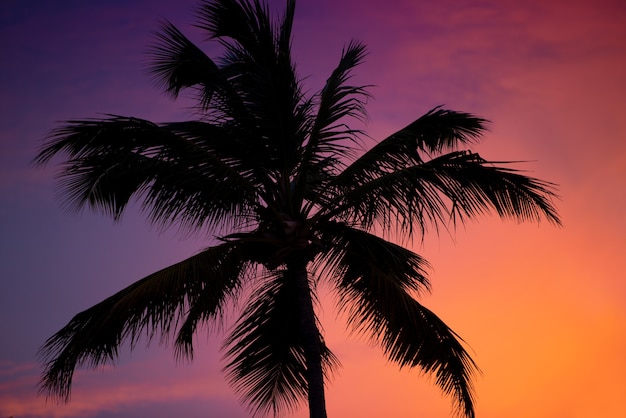 Silhouette of a palm tree at sunset.