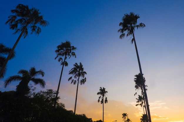 the silhouette of a palm tree at sunset