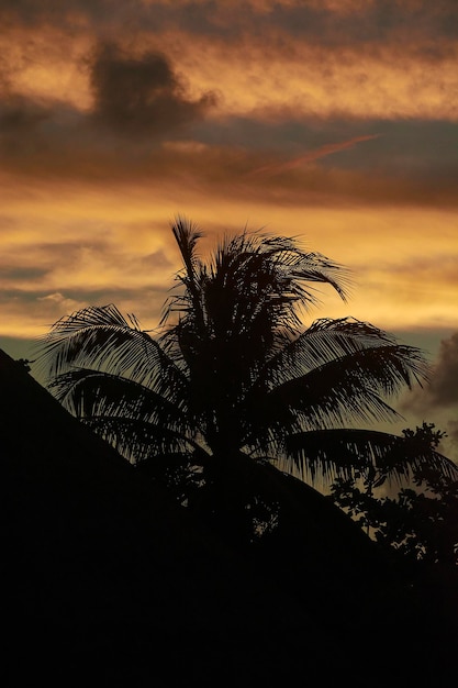 Silhouette of a palm tree at sunset