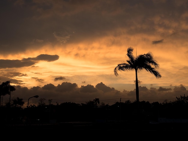 Photo silhouette palm trees against sky during sunset