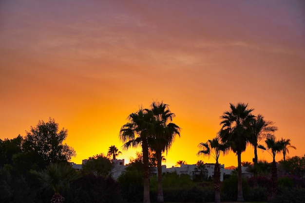 Silhouette of palm trees beautiful sunset on the tropical sea beach on nature pink background for tr...