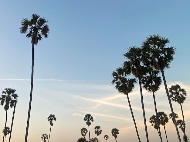 Silhouette of palm trees o sunset sky