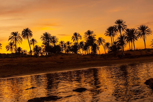 Silhouette of palm trees in an orange sunset in the town of Torrevieja White coast