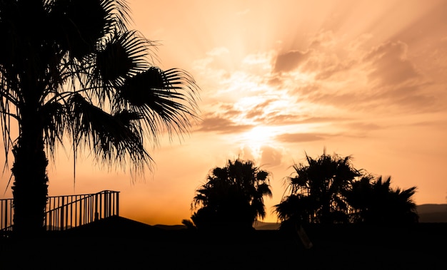 Silhouette palm trees at sunset in Sicily, Italy