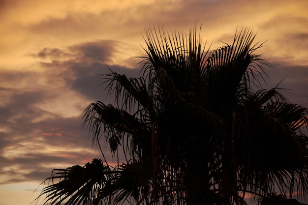 Silhouette of palm trees at sunset in Sicily