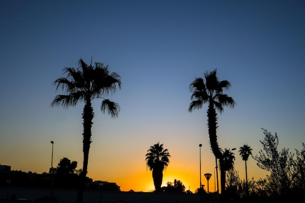 Silhouette of palm trees during the sunset with the blue sky