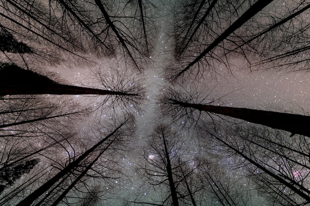 Silhouette perspective of the dried forest pine tree in the night 