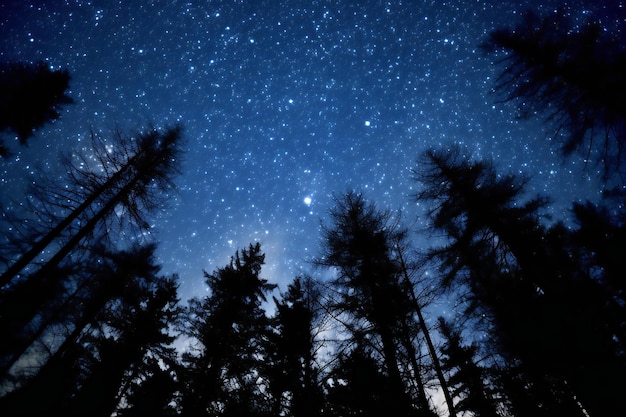 Silhouette of pine trees and starry sky at night