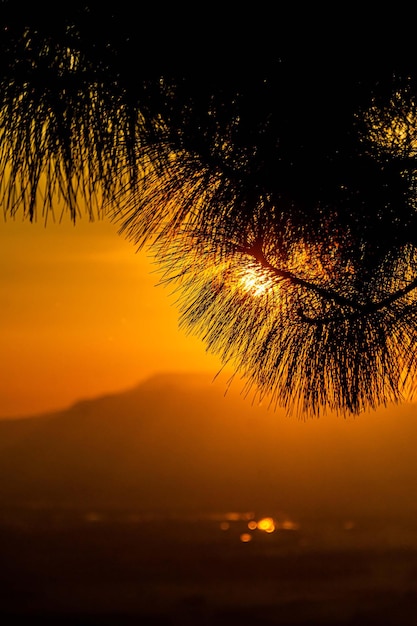 Silhouette of pine trees during sunset