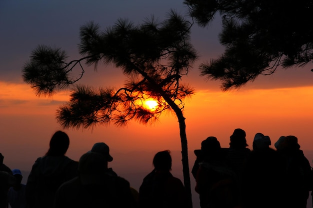 Silhouette pine with sun set or sun rise abstract sky nature background